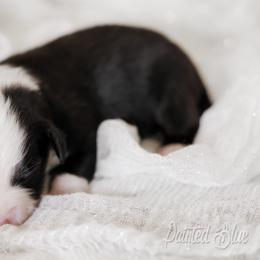 Australian Shepherd, Miniature American Shepherd, Miniature Australian Shepherd, and Toy Australian Shepherd Puppies from Painted Blue Aussies