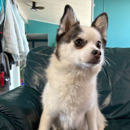 Jax - Pomsky