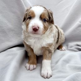 Jay - Red merle male Toy Australian Shepherd puppy in Bly, Oregon from Apacheblus Toy Aussies