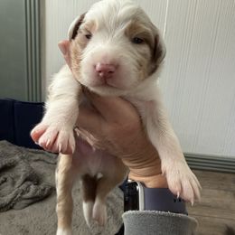 Green - Red merle male Australian Shepherd puppy in Oneida, Tennessee from Miller's Legacy Natural Australian Shepherds - Full Tails & Dewclaws!