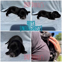 Boy 3 - Black male Dachshund puppy in Rushsylvania, Ohio from DNP Doxies