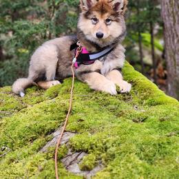 Native American Indian Dog Puppies from Seven Sisters Canids