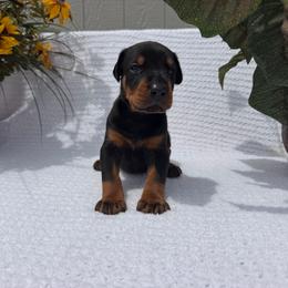 Titan - Black and rust male Doberman Pinscher puppy in Peru, Indiana from De luxe dobermans
