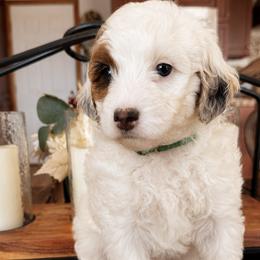 Green Collar Margo - Merle female Bernedoodle puppy in Camden, North Carolina from Fleury Farm Doodles NC