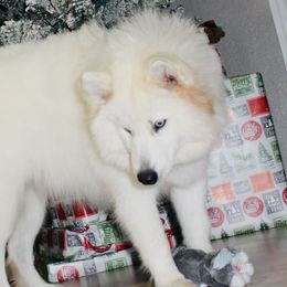 Osa - Siberian Husky