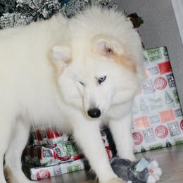 Osa - Siberian Husky