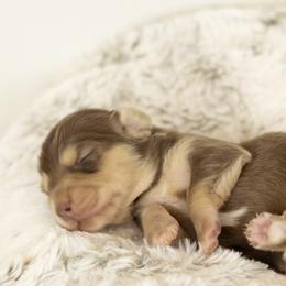 Chocolate and cream - Chocolate and cream male Dachshund puppy in Seminary, Mississippi from Down South Mavericks Dachshunds