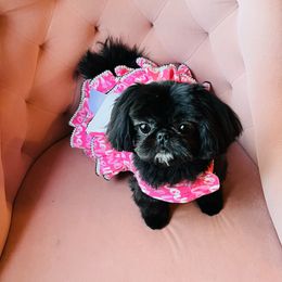 Muffin - Shih Tzu