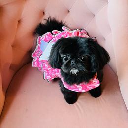 Muffin - Shih Tzu