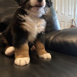 Bernese Mountain Dog Puppies from Blair Berners