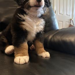 Bernese Mountain Dog Puppies from Blair Berners