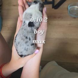 Max - Blue merle male Miniature Australian Shepherd puppy in Saranac, Michigan from Pure Michigan Mini Aussies