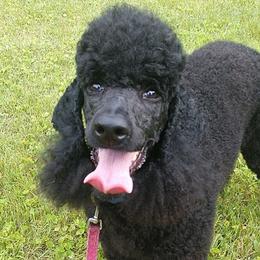 Orchid - Poodle