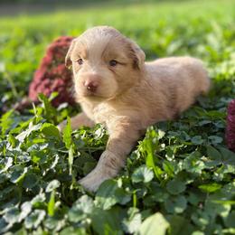 Rainy Lake - Red merle female Miniature Australian Shepherd puppy in Priest River, Minnesota from Offgrid Aussies