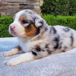 Darin - Blue merle male Australian Shepherd puppy in Olympia, Washington from Echelon Australian Shepherds