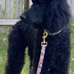 Poodles from Noble Standards