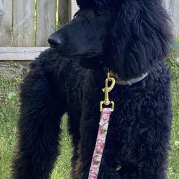 Poodles from Noble Standards