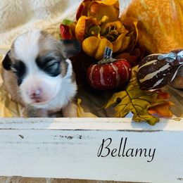 Bellamy - Sable female Pembroke Welsh Corgi puppy in Cashion, Oklahoma from Shabby Chic Corgis