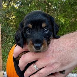 AKC black and tan female - Black and tan female Dachshund puppy in Ozark, Alabama from Honey Hill Dachshunds
