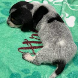Boy 2 - Piebald male Dachshund puppy in Irving, Texas from DFW Dachshunds by G & S