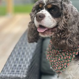 Cocker Spaniel Puppies from Bluff Country Cockers