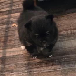 Clover - Black and tan female Pomeranian puppy in Gun Barrel City, Texas from Petite Poms