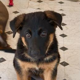 Pearl - Black and red female German Shepherd puppy in Anaheim, California from Hanan's German Shepherds