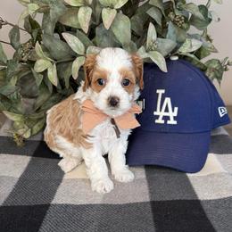 Freddie - Blenheim male Cavapoo puppy in South Jordan, Utah from Simply Sweet Paws. LLC
