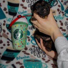Cappy - Black and red male German Shepherd puppy in Charlotte, North Carolina from In Stride Shepherds