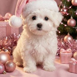 Bubbles $1925 - White female Maltese puppy in North Myrtle Beach, South Carolina from Perfect Puppies