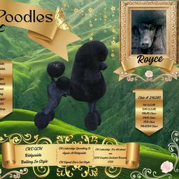 Poodle puppies from Purley Poodles