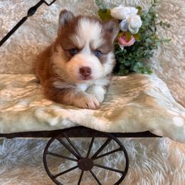 Girl 1 - Chocolate female Pomsky puppy in Bucyrus, Missouri from Hill Top Pomskies