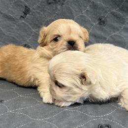 Cream boy - Cream male Pekingese puppy in Clinton, Tennessee from Gracelands Pekingese