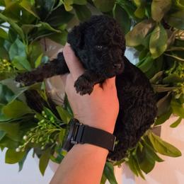 Starr - Phantom female Poodle puppy in Plainfield, New Jersey from Caris Paws Poodles and Labradoodles