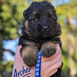 Archer - Black and red male German Shepherd puppy in Canton, Texas from WILDWOOD GERMAN SHEPHERDS