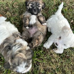 Havanese, Havapoo, and Poodle Puppies from Parlor Pups