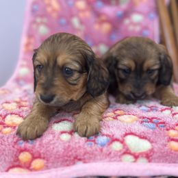 Dachshund Puppies from Pigeon Hill Dachshunds