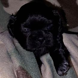 Boy 3 D - Black male Shih Tzu puppy in Buxton, Maine from Shih Tzu Junction