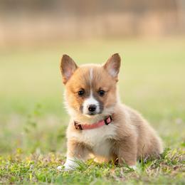 Maroon Collar - Waffles - Sable female Pembroke Welsh Corgi puppy in Waverly Hall, Georgia from 6g Ranch Corgis