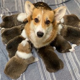 Pembroke Welsh Corgi Puppies from Silver Mae Kennel