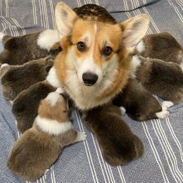 Pembroke Welsh Corgi Puppies from Silver Mae Kennel