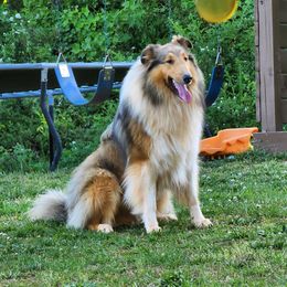 Neegan - Collie