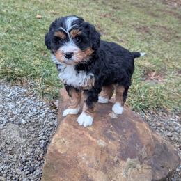 Jenny - Tri-color female Bernedoodle puppy in Beach City, Ohio from Blue Cloud Doodles
