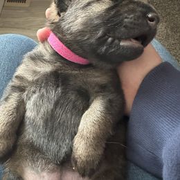 German Shepherd Puppies from Coterie Shepherds
