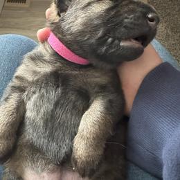German Shepherd Puppies from Coterie Shepherds