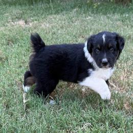 Roger - Black tri-color male Australian Shepherd puppy in Mount Vernon, Texas from RJ's Aussie Posse