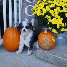 Poppy - Aussiedoodle