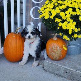Poppy - Aussiedoodle