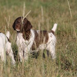 TBD - Liver and white male German Shorthaired Pointer puppy in Albany, Texas from Big Country Kennels