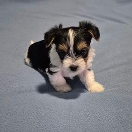 Yorkshire Terrier Puppies from Yorkie Tales